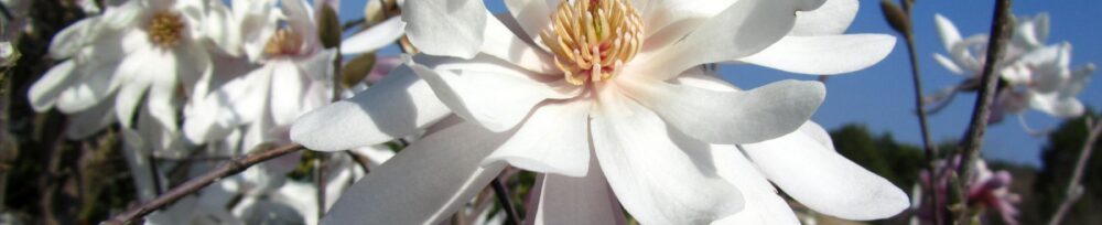 Tree, Shrub, Deciduous