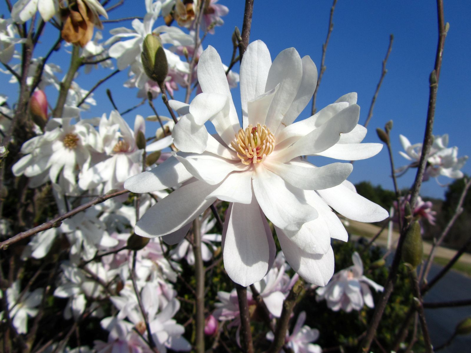 Tree, Shrub, Deciduous