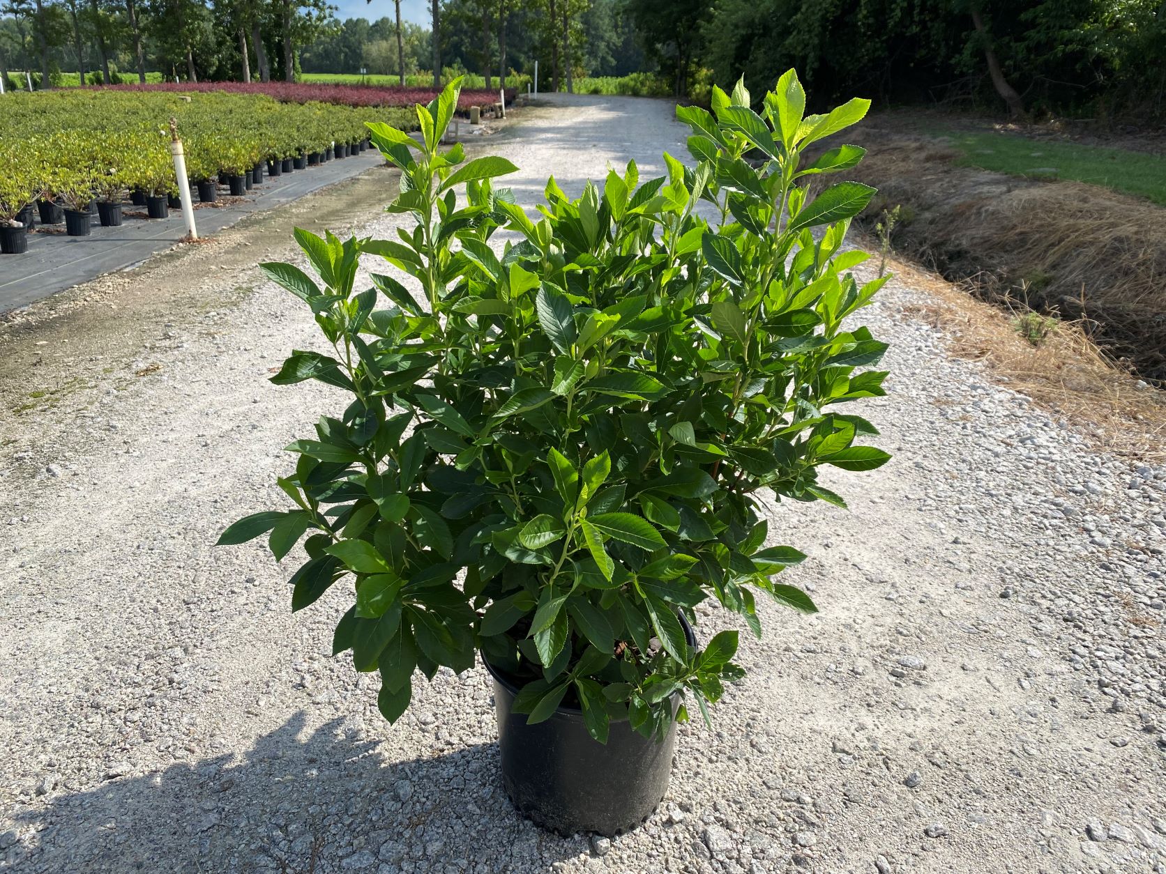 Ornamental, Shrub, Summersweet, Hummingbird Plant, Sweet Pepperbush