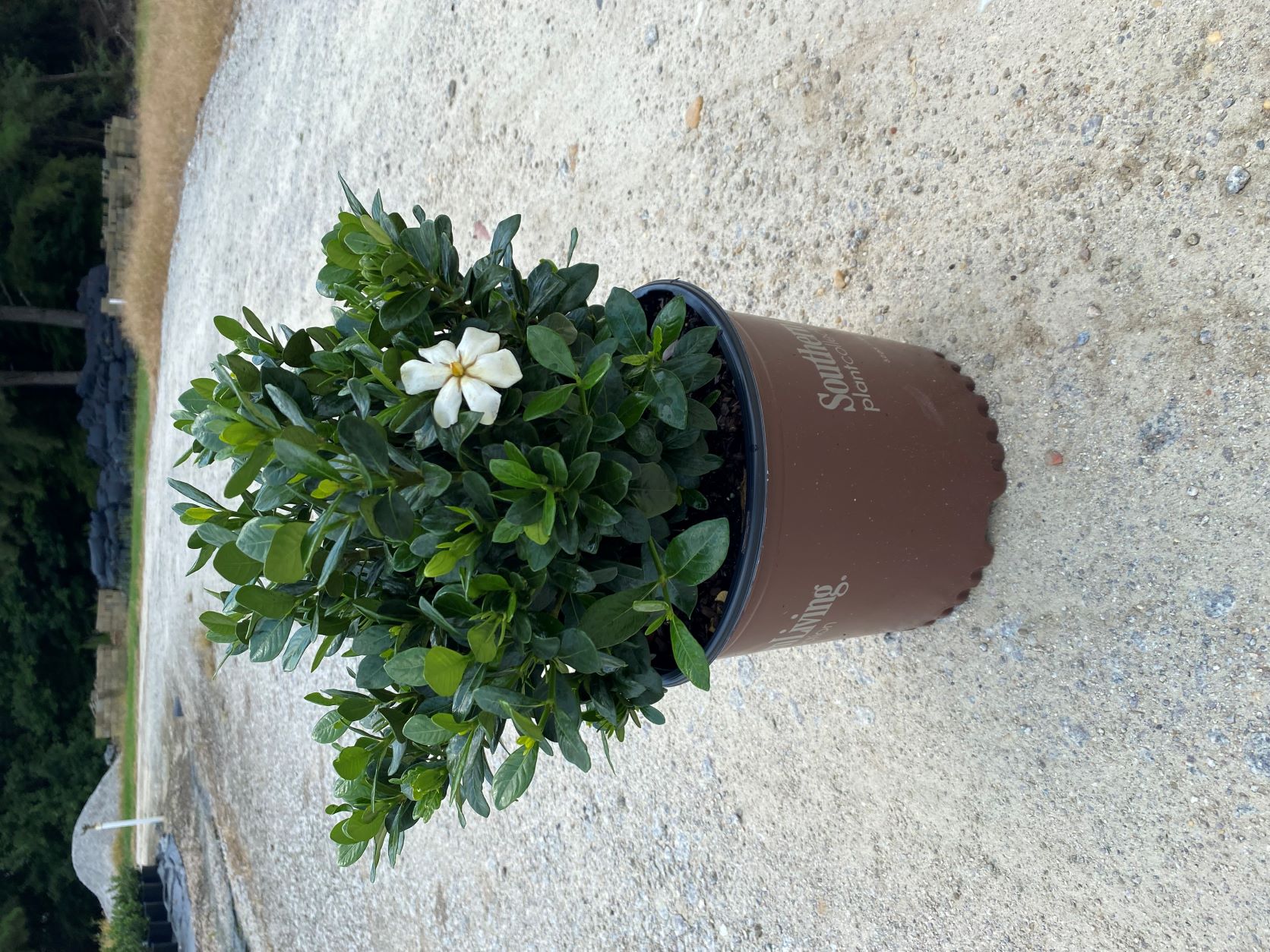 Ornamental, Shrub, Southern Living, SL