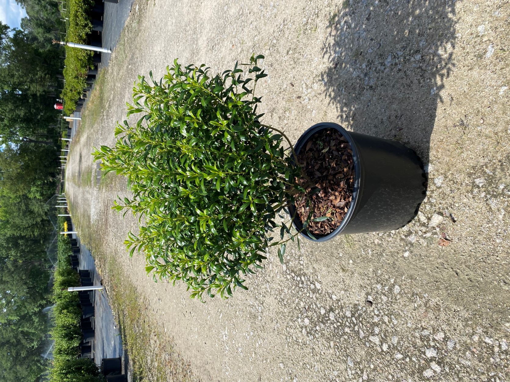 Ornamental, Shrub, Inkberry Holly