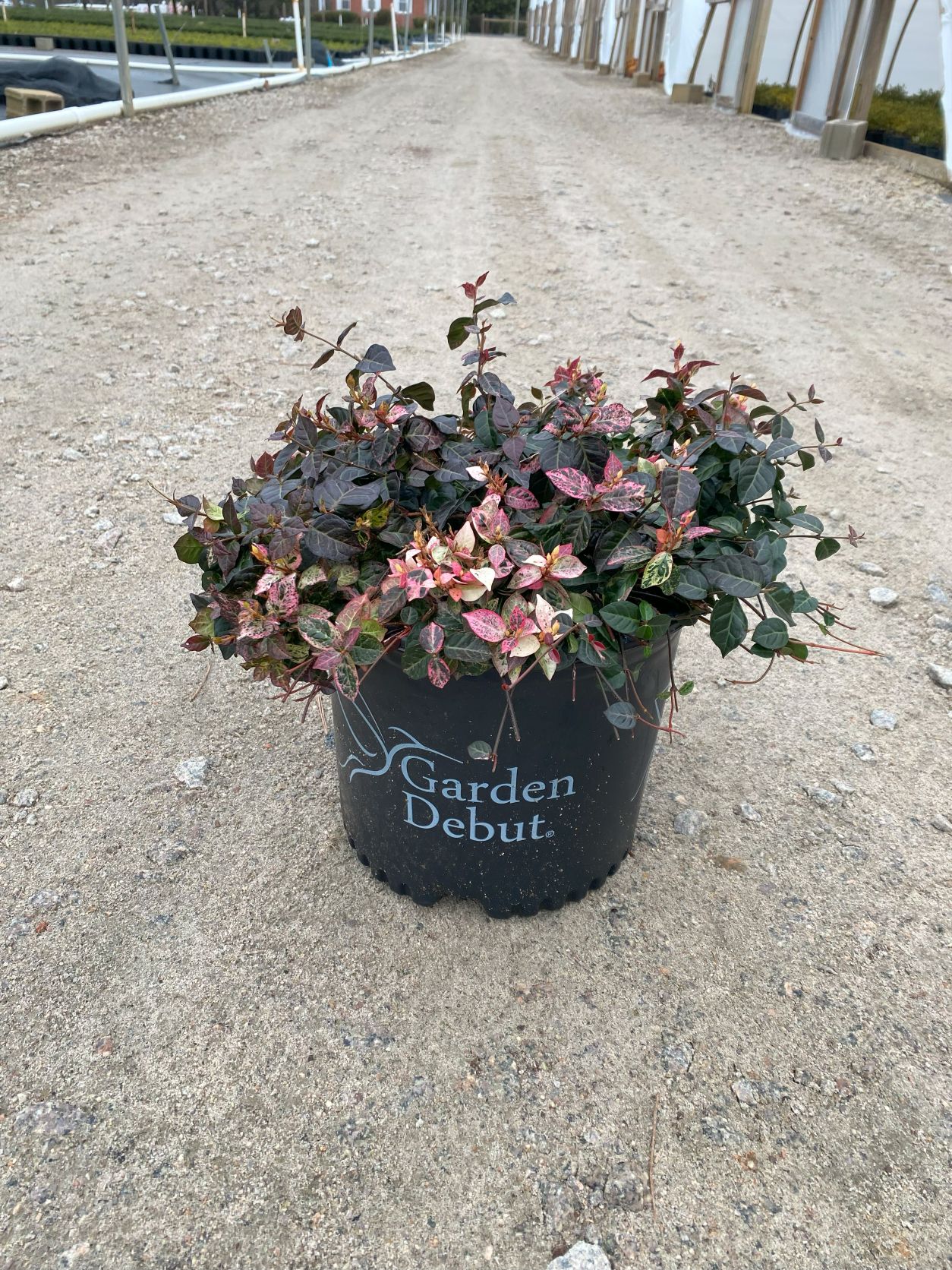 Vine, Asiatic Jasmine