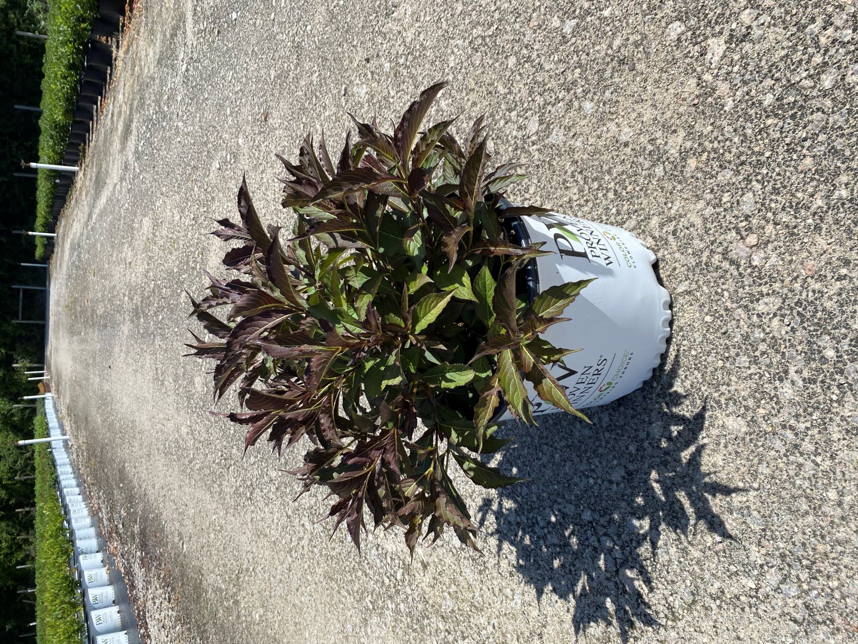 Ornamental, Shrub, Proven Winners, PW