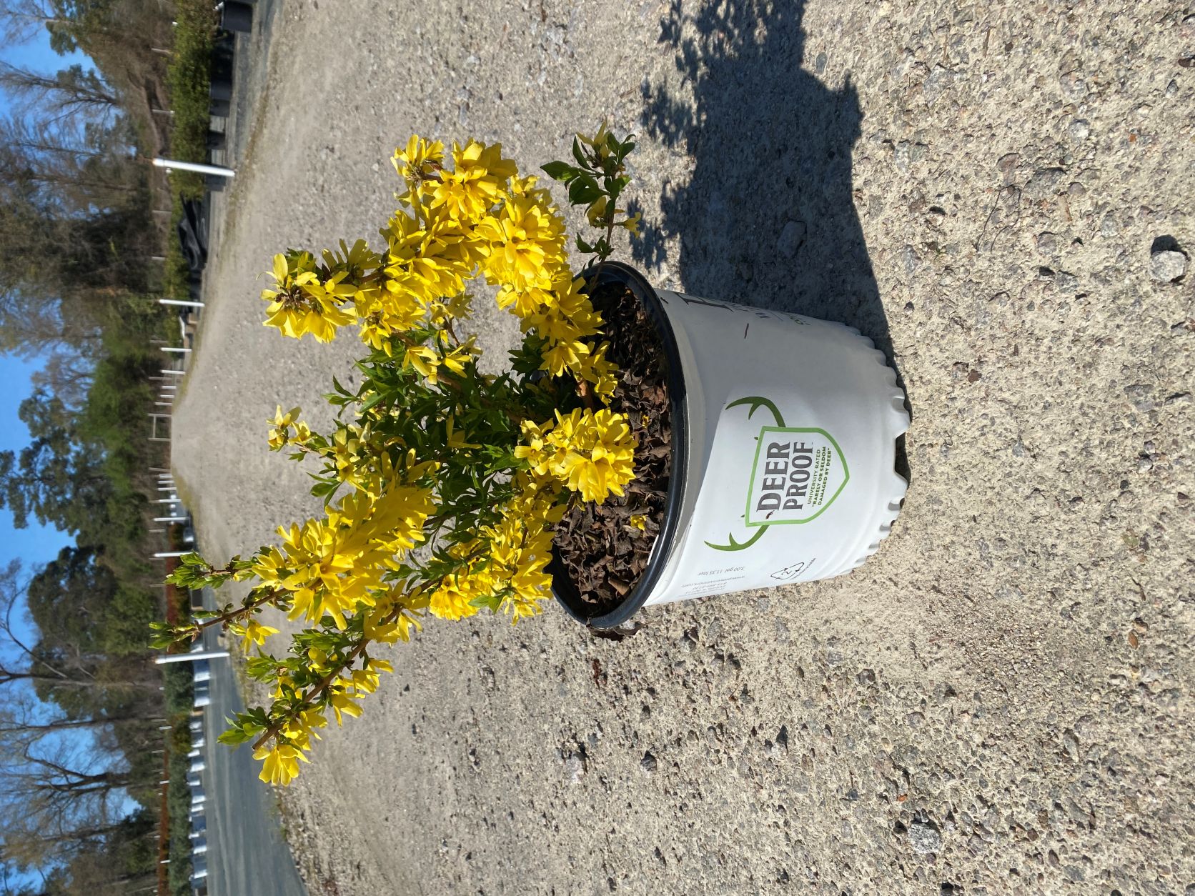 Ornamental, Shrub, Proven Winners, PW, Yellowbells