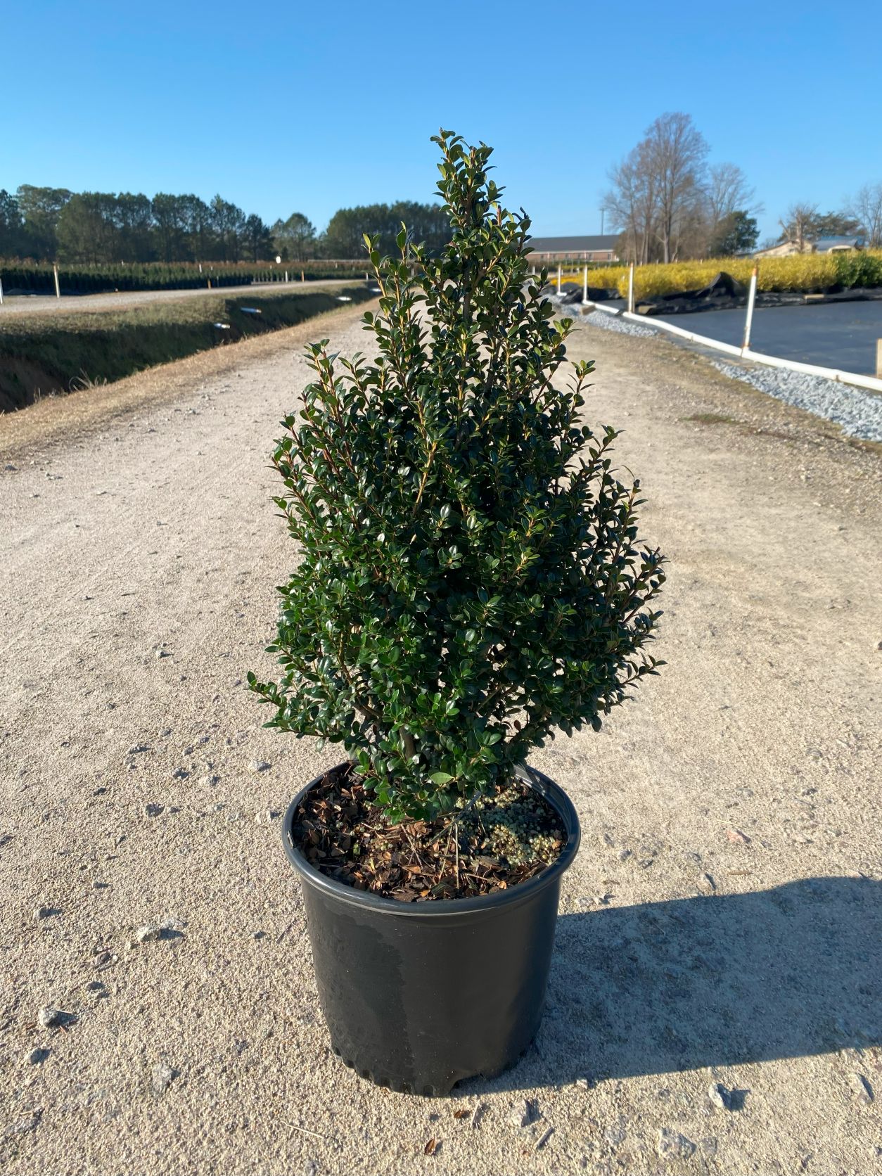 Ornamental, Shrub, crenata, Japanese Holly