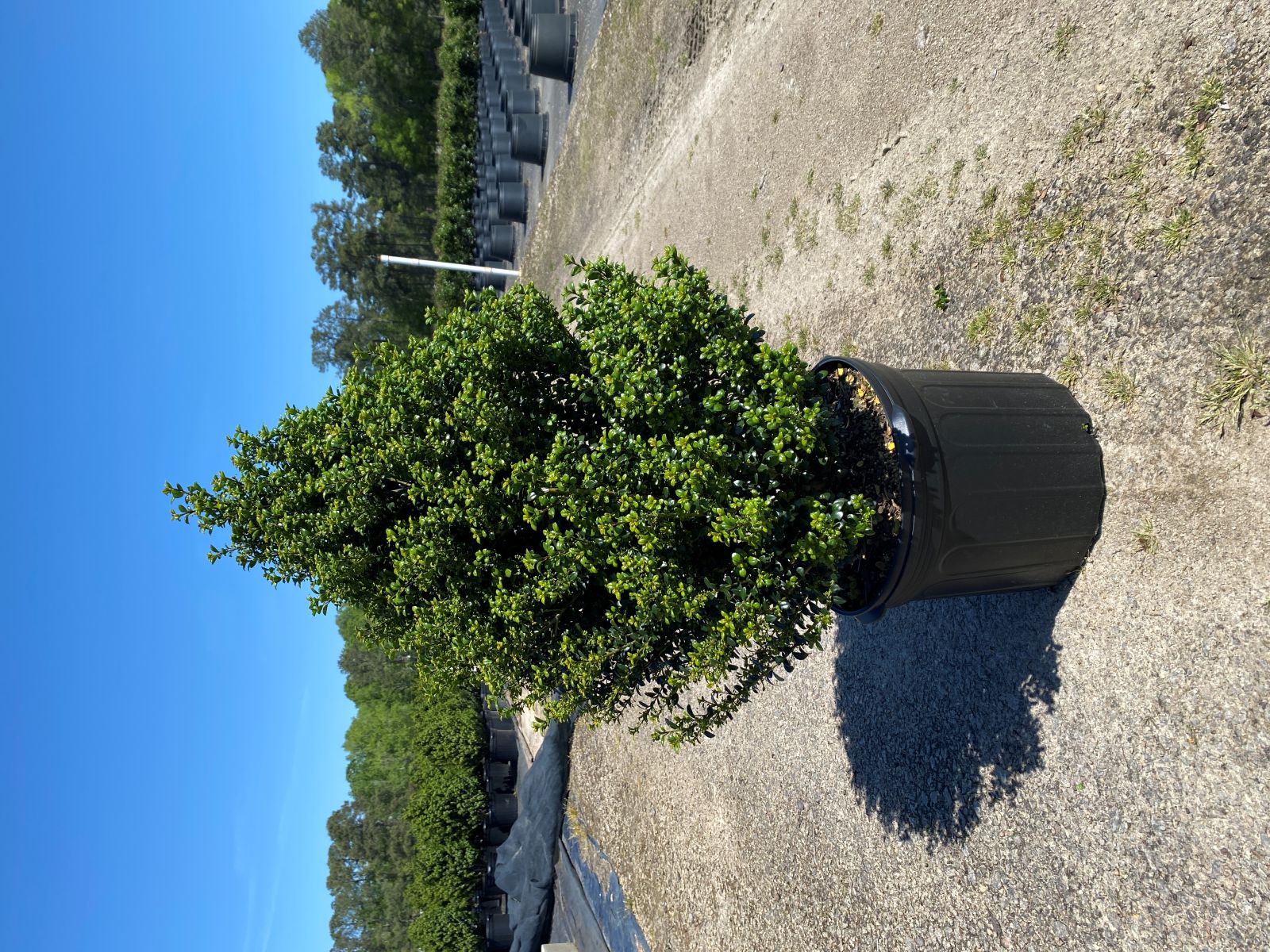 Ornamental, Shrub, crenata, Japanese Holly