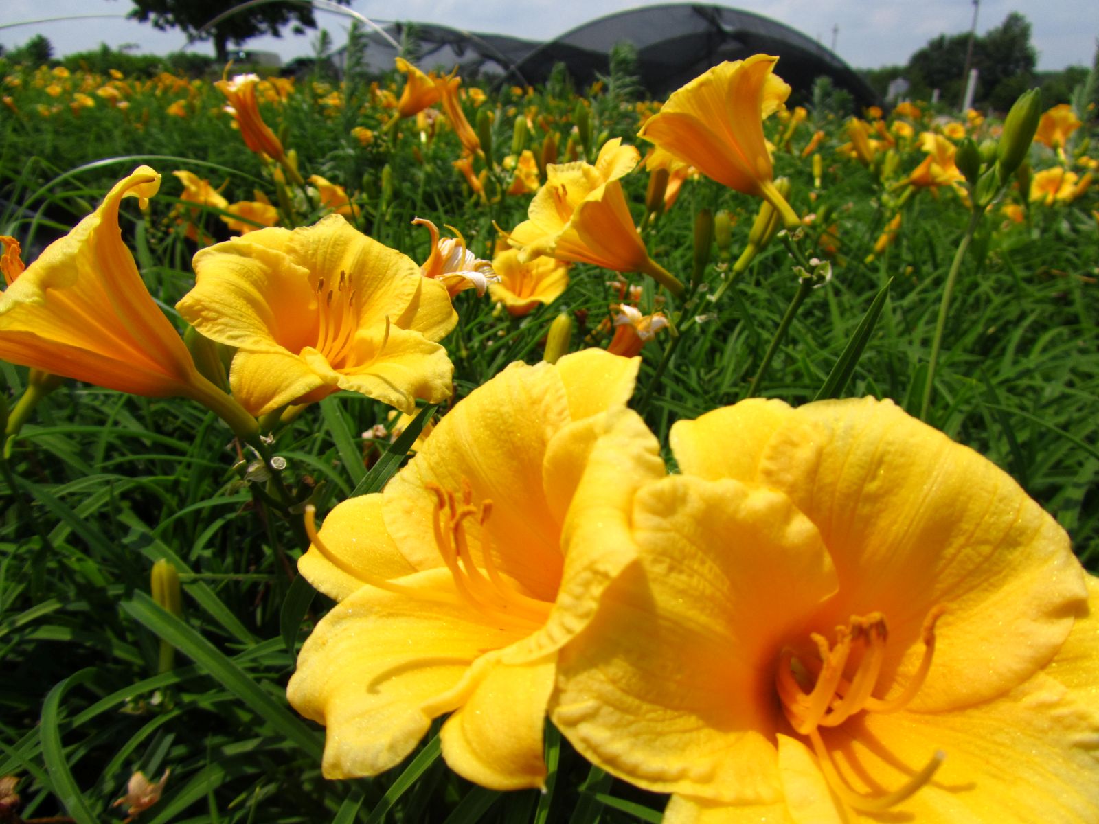 Perennial, Daylily