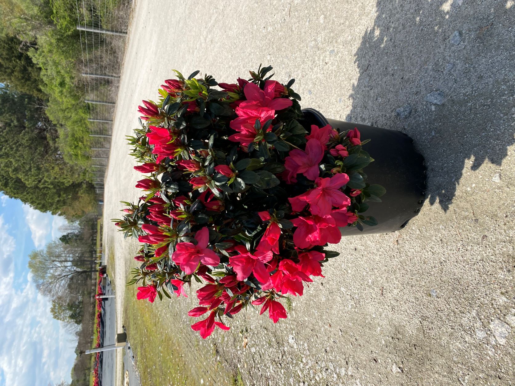 Traditional, Ornamental, Shrub, Rhododendron