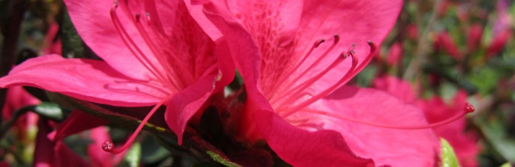 Traditional, Ornamental, Shrub, Rhododendron