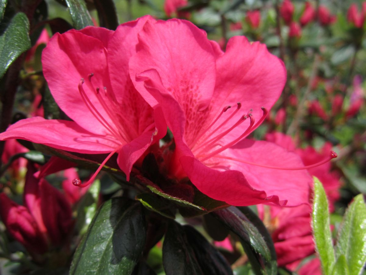 Traditional, Ornamental, Shrub, Rhododendron