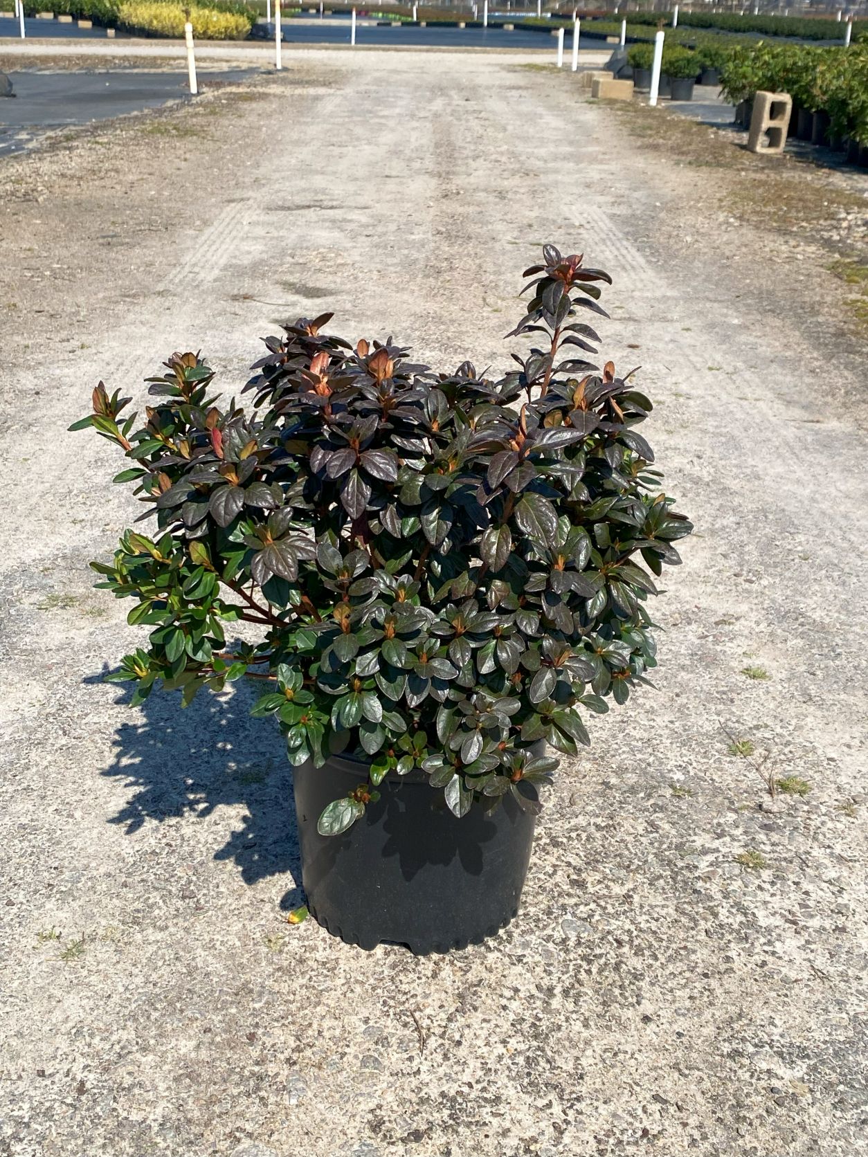 Traditional, Ornamental, Shrub, Rhododendron