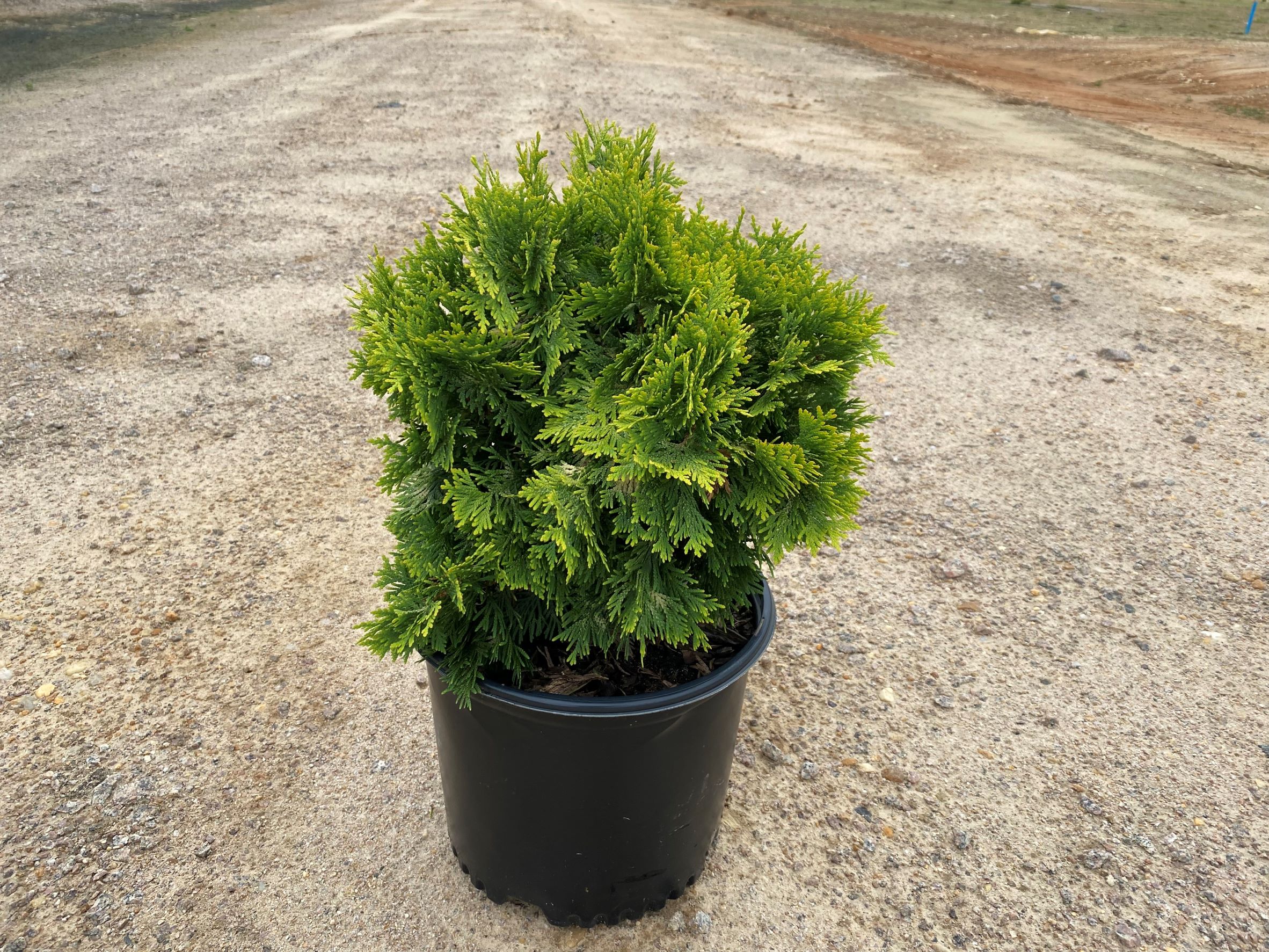 Ornamental, Shrub, Arborvitae