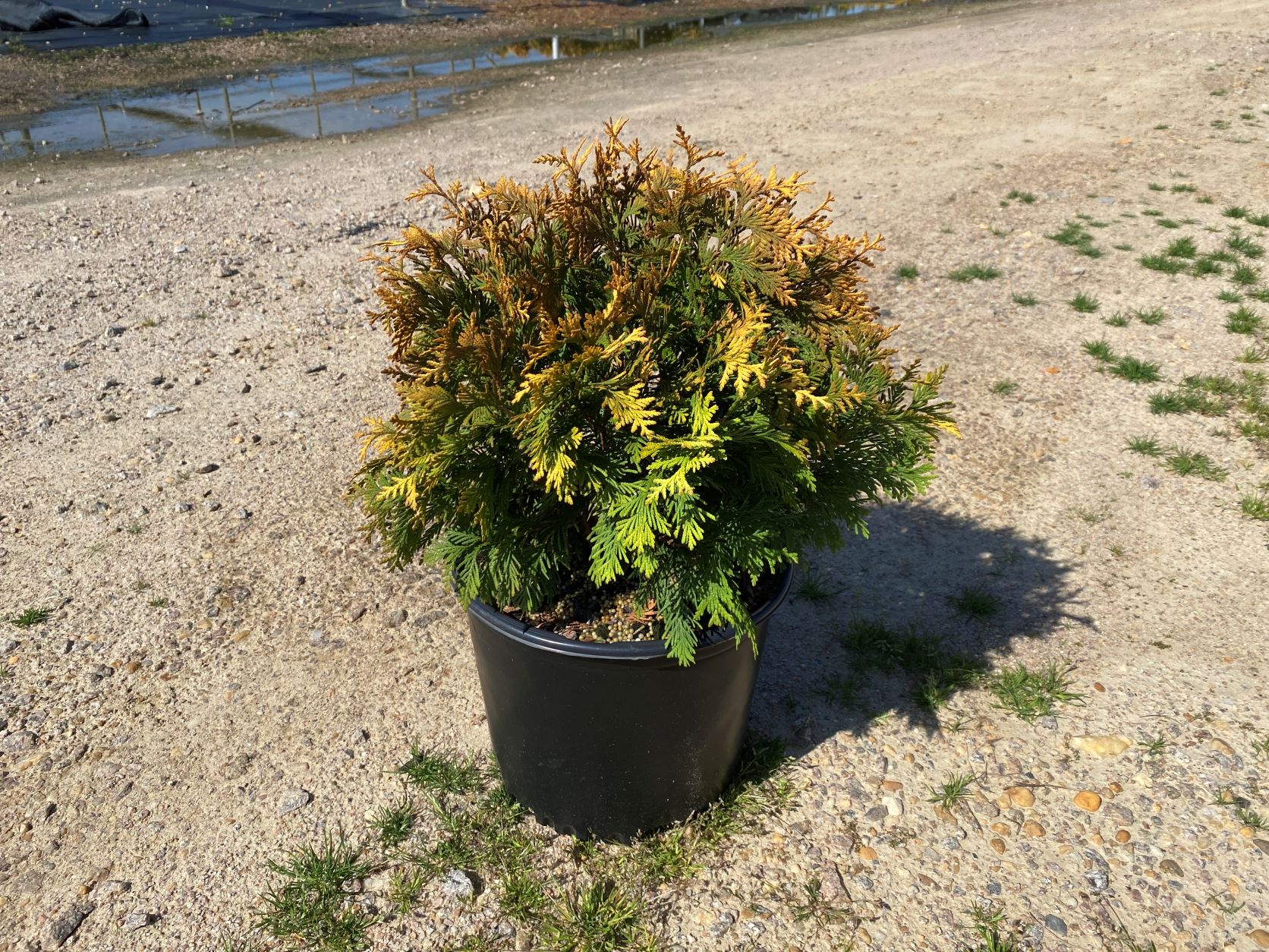 Ornamental, Shrub, Arborvitae