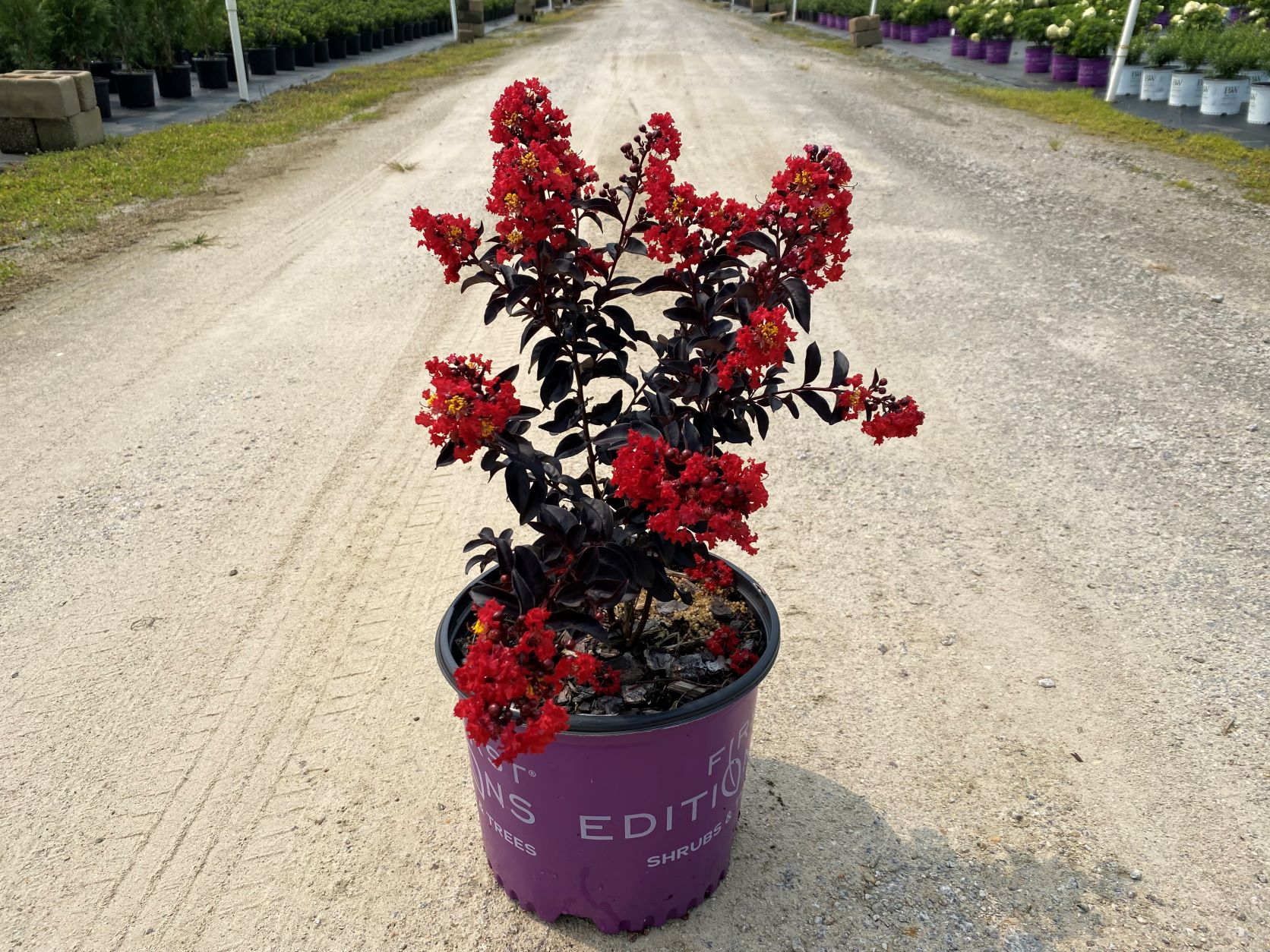 Crapemyrtle, Crape Myrtle, Shrub, Tree, First Editions