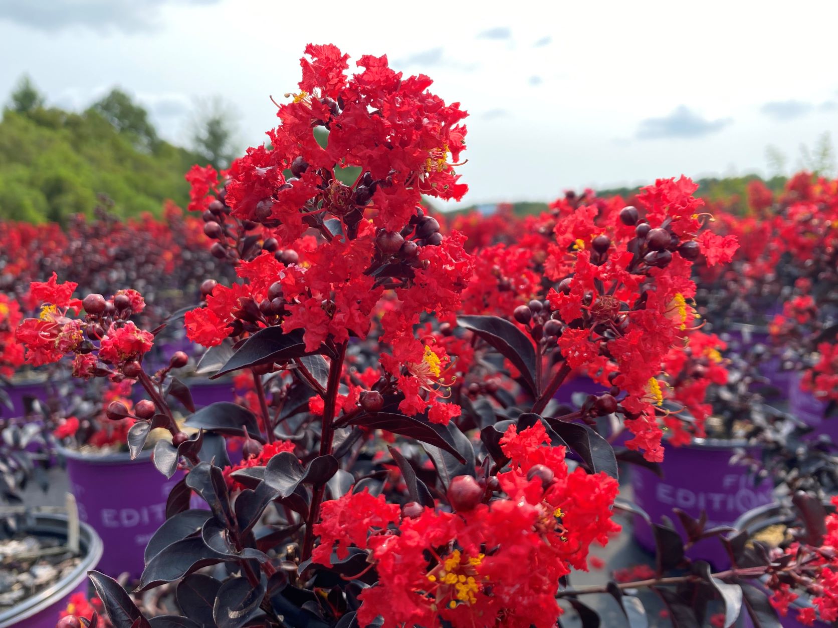Crapemyrtle, Crape Myrtle, Shrub, Tree, First Editions