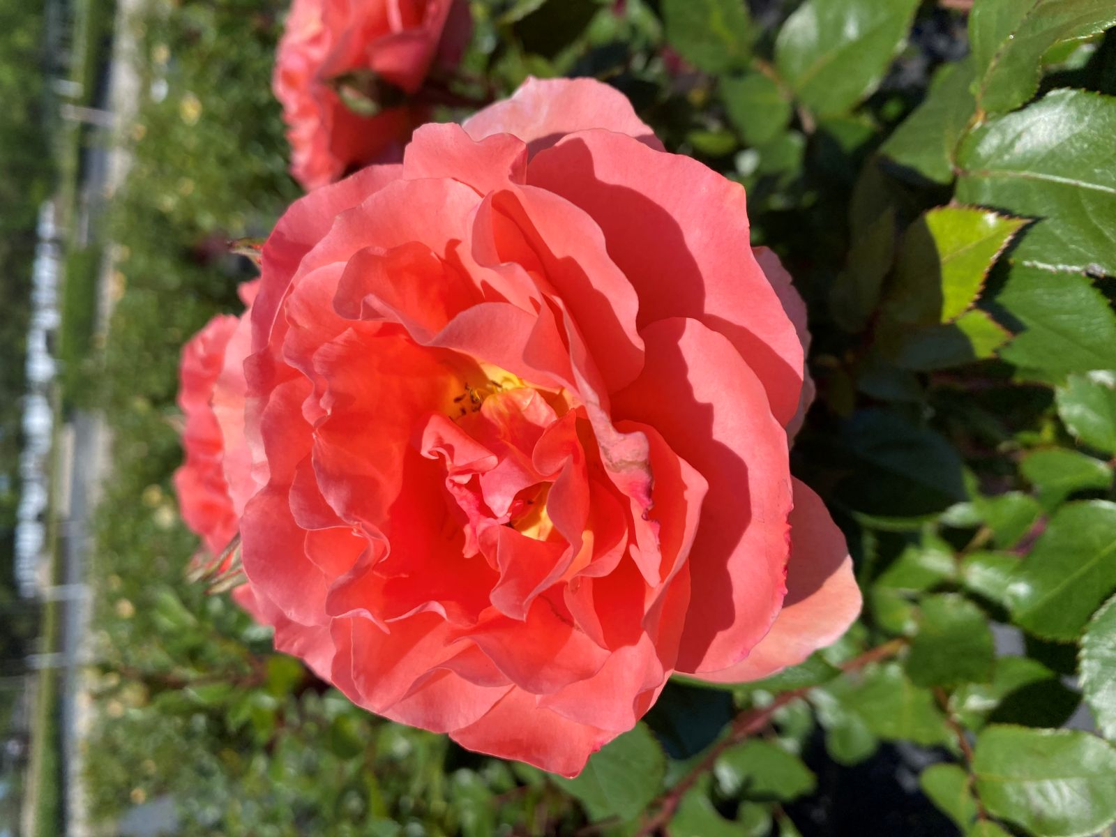 Ornamental, Shrub, Easy Elegance, Rose