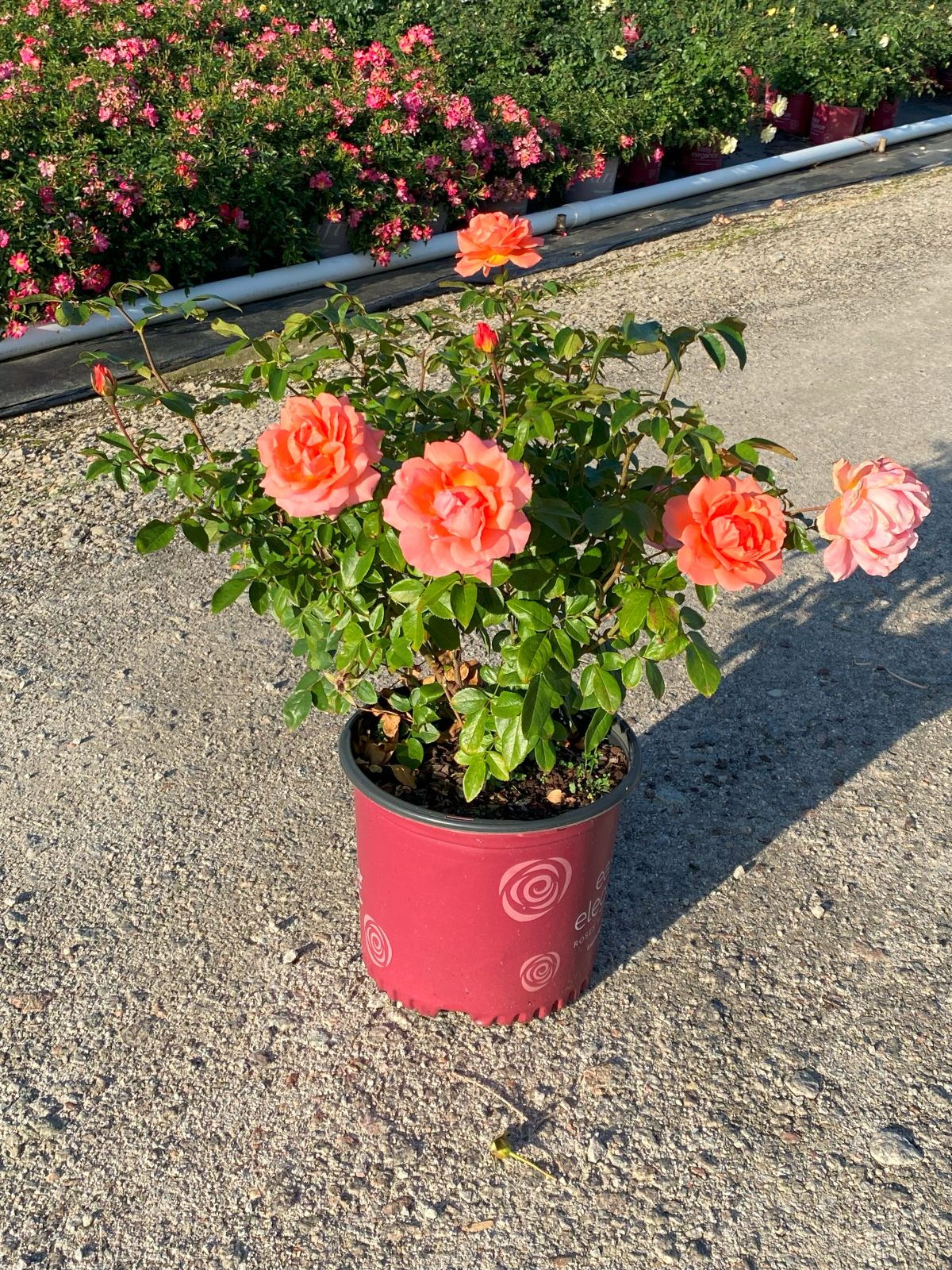 Ornamental, Shrub, Easy Elegance, Rose