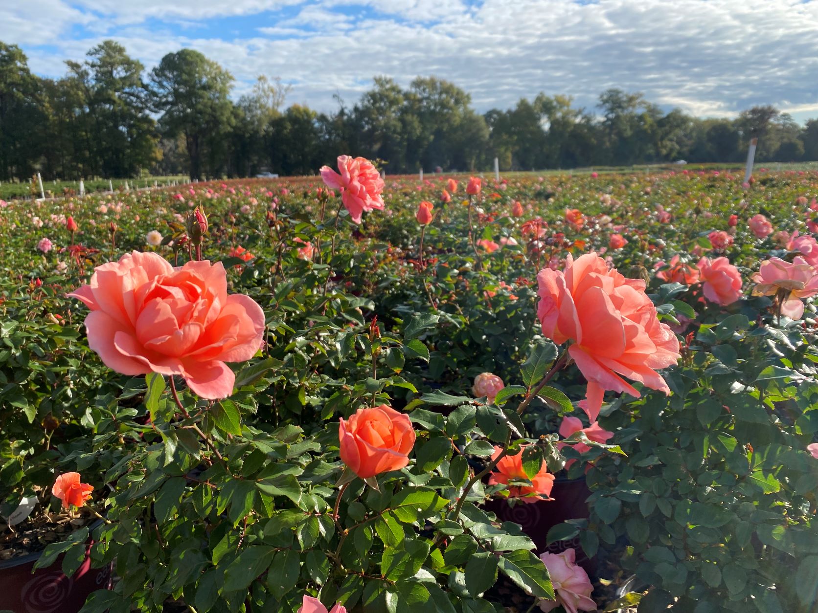 Ornamental, Shrub, Easy Elegance, Rose