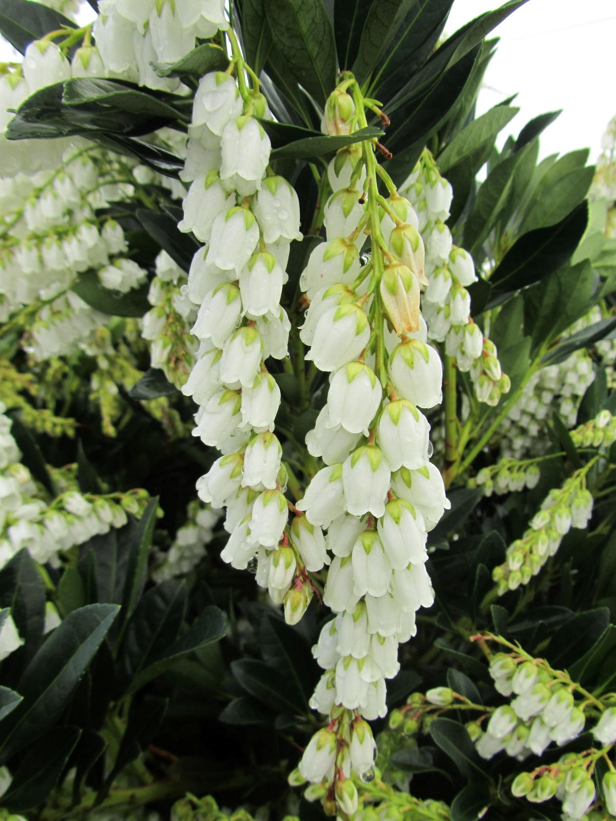 Ornamental, Shrub, Andromeda