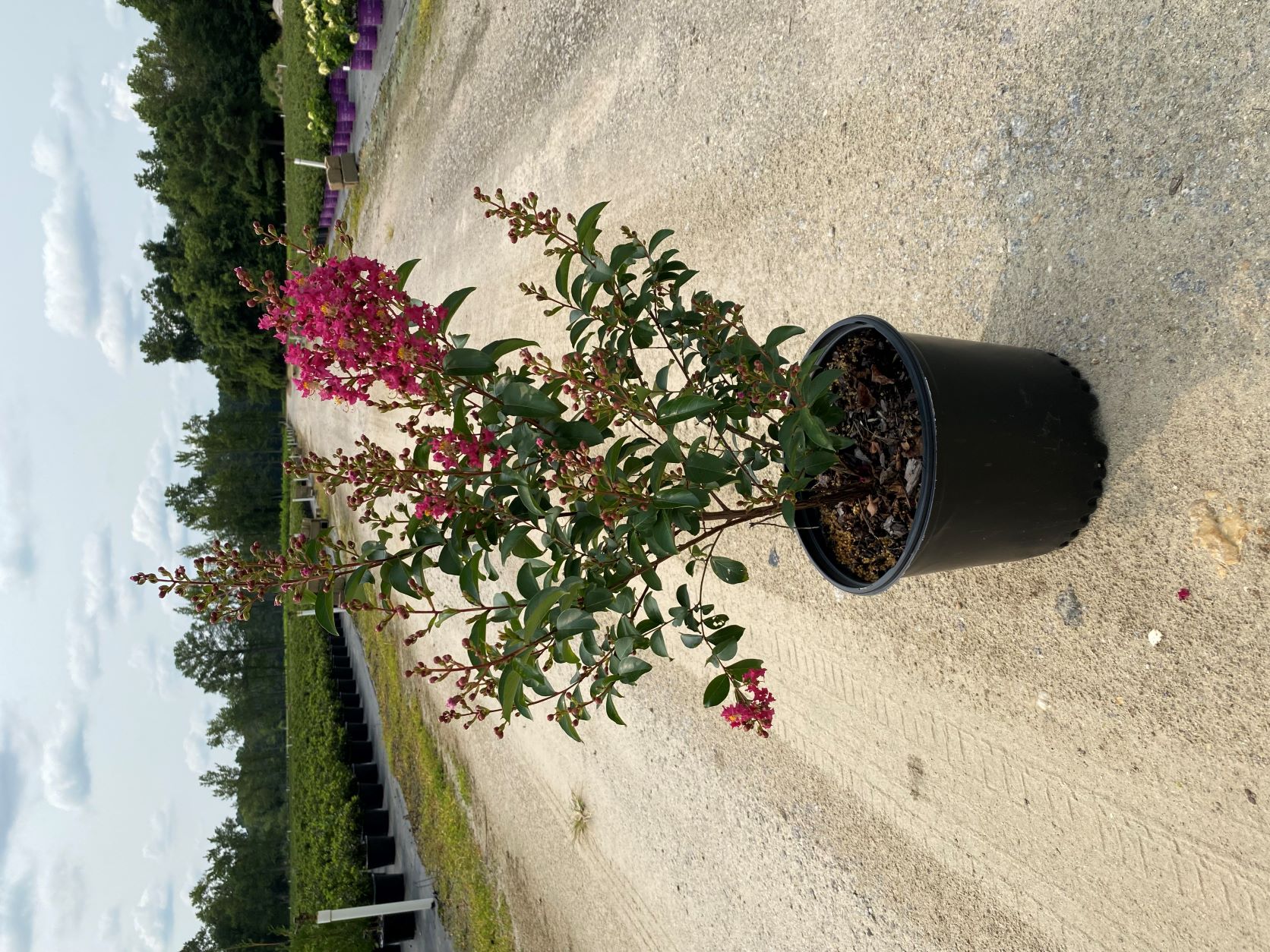 Crapemyrtle, Crape Myrtle, Shrub, Tree