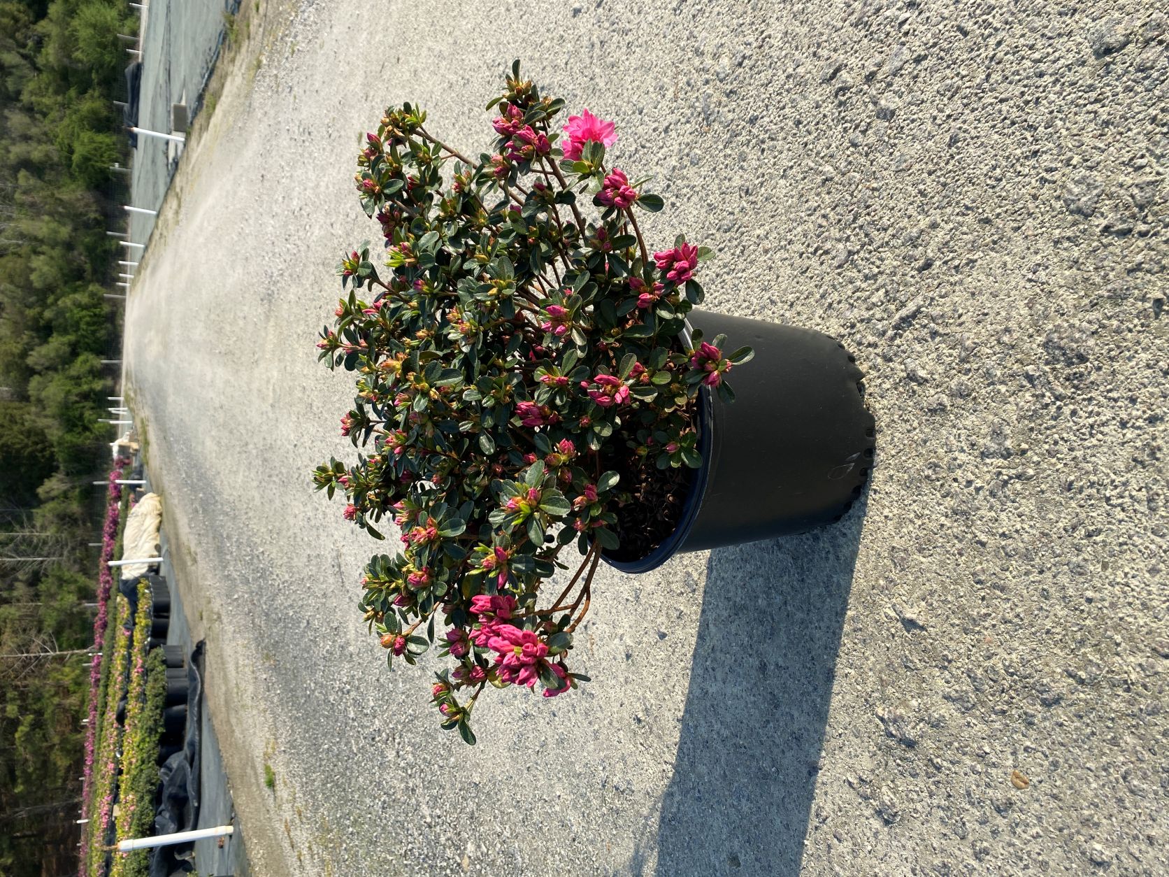 Traditional, Ornamental, Shrub, Rhododendron