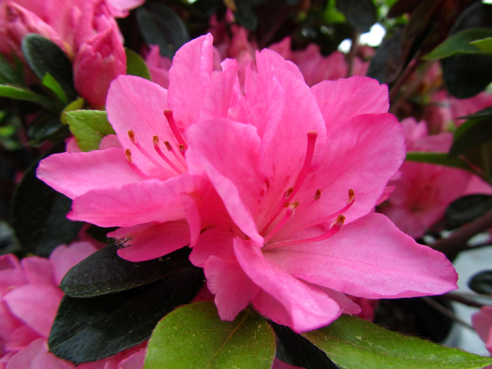Traditional, Ornamental, Shrub, Rhododendron