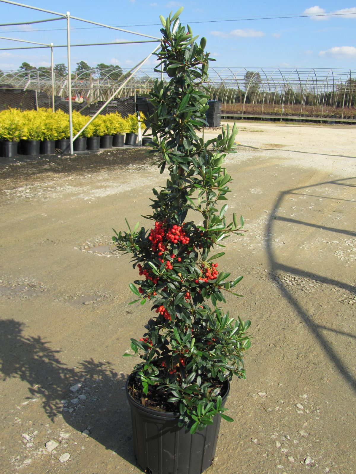 Ornamental, Shrub, Firethorn