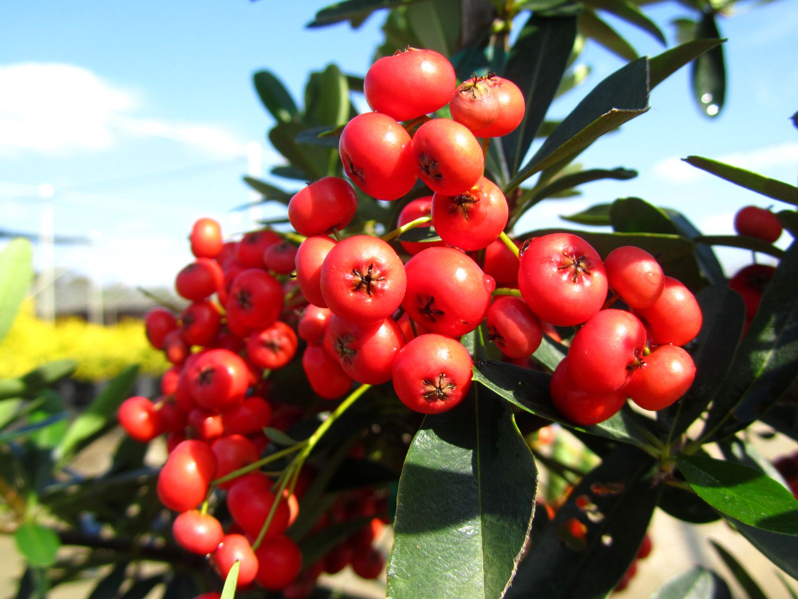 Ornamental, Shrub, Firethorn