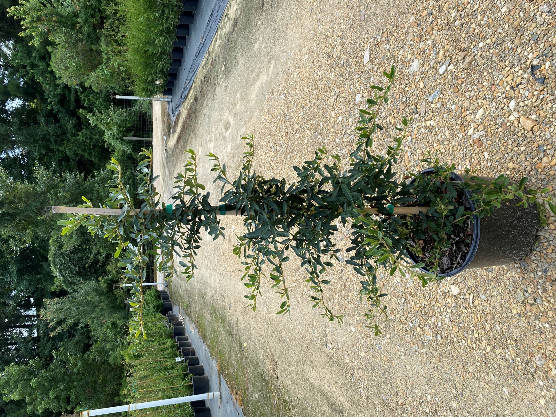 Ornamental, Shrub, Firethorn