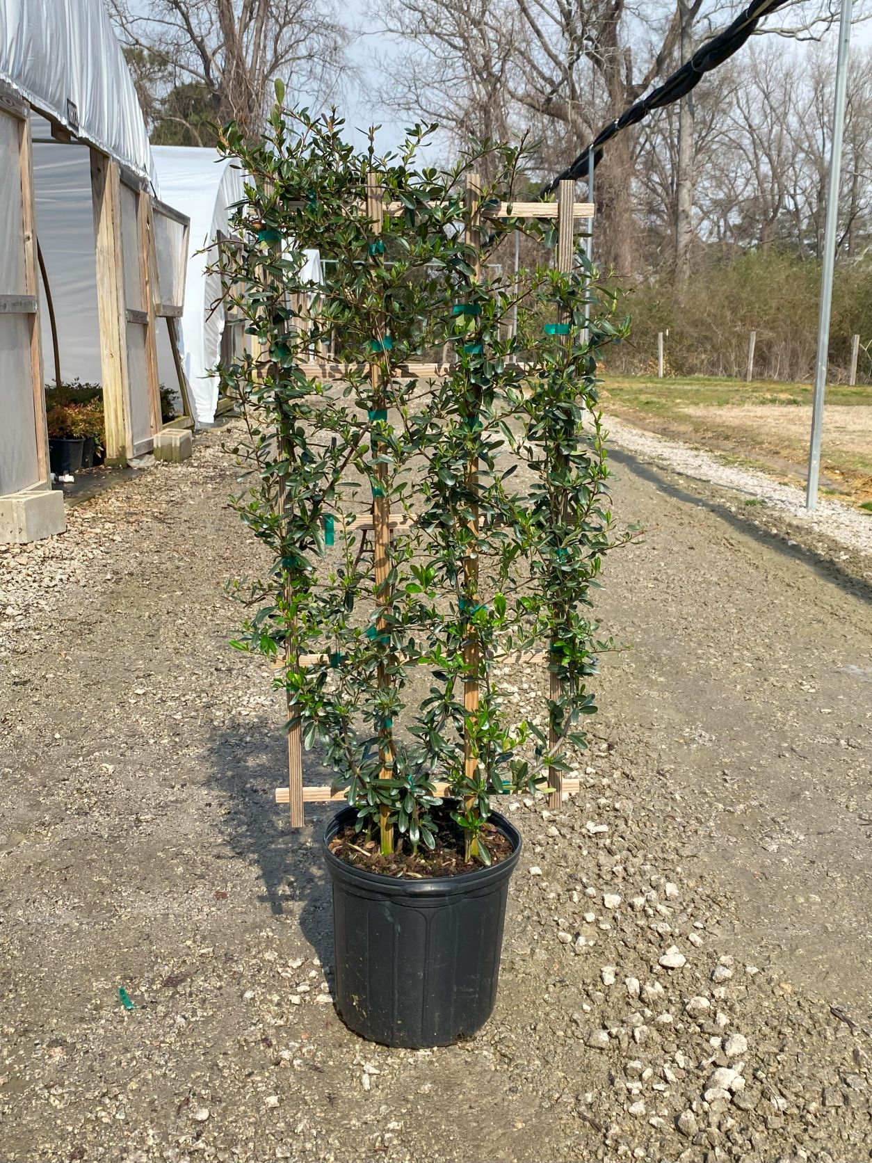 Ornamental, Shrub, Firethorn