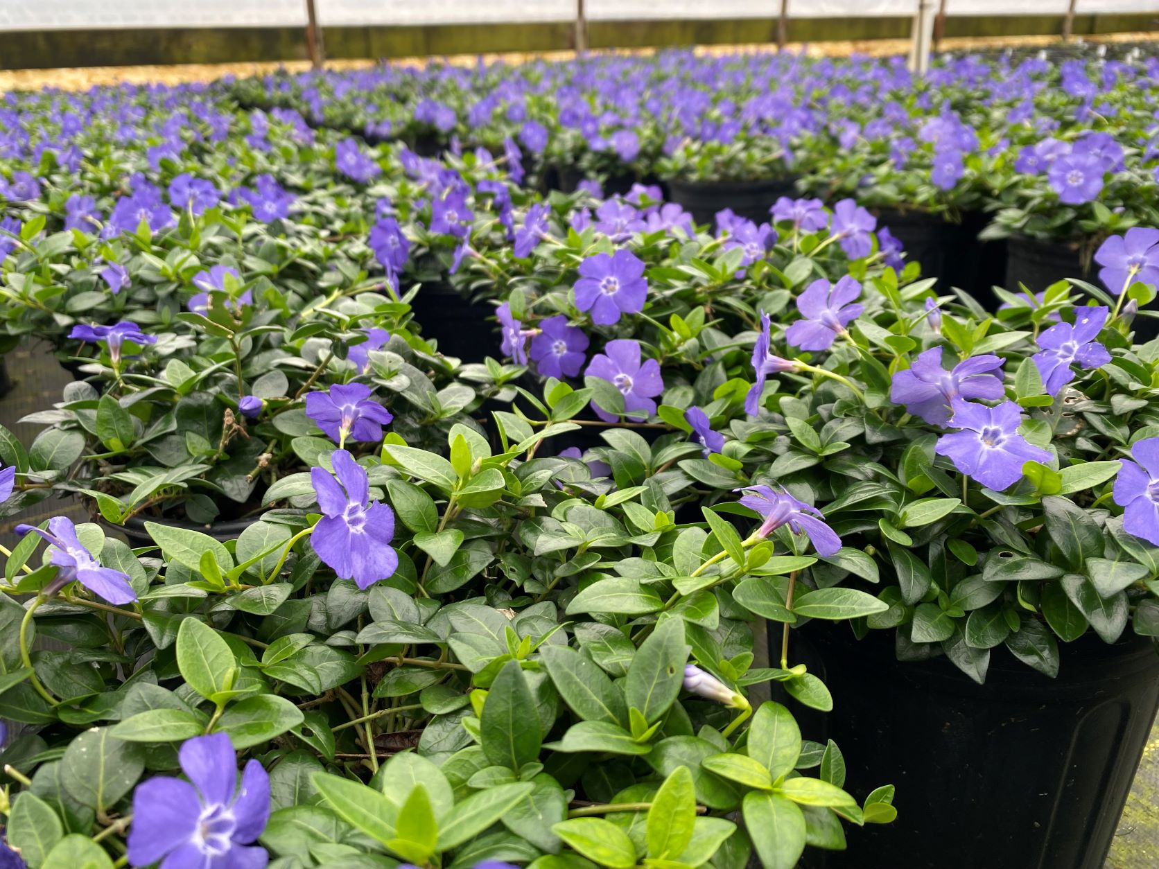 Groundcover, Vine, Creeping Periwinkle