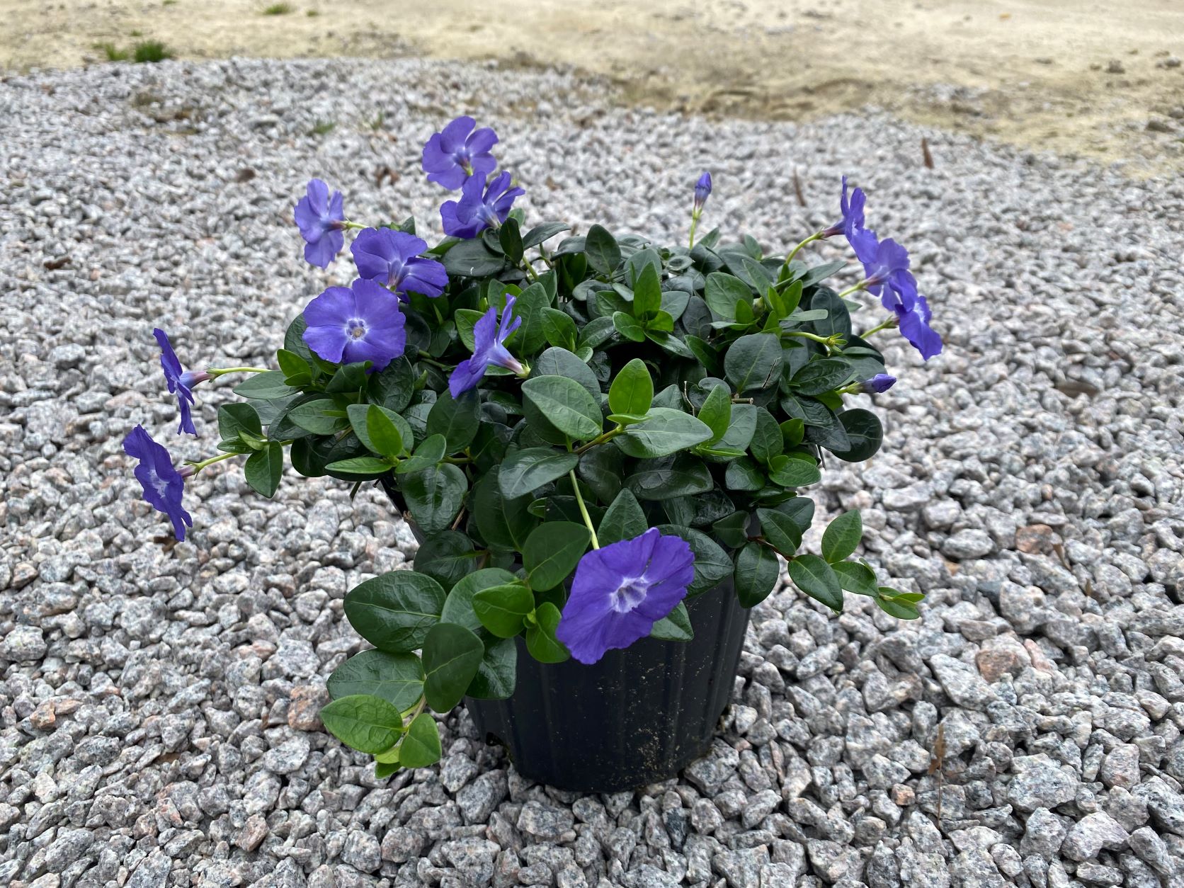 Groundcover, Vine, Creeping Periwinkle