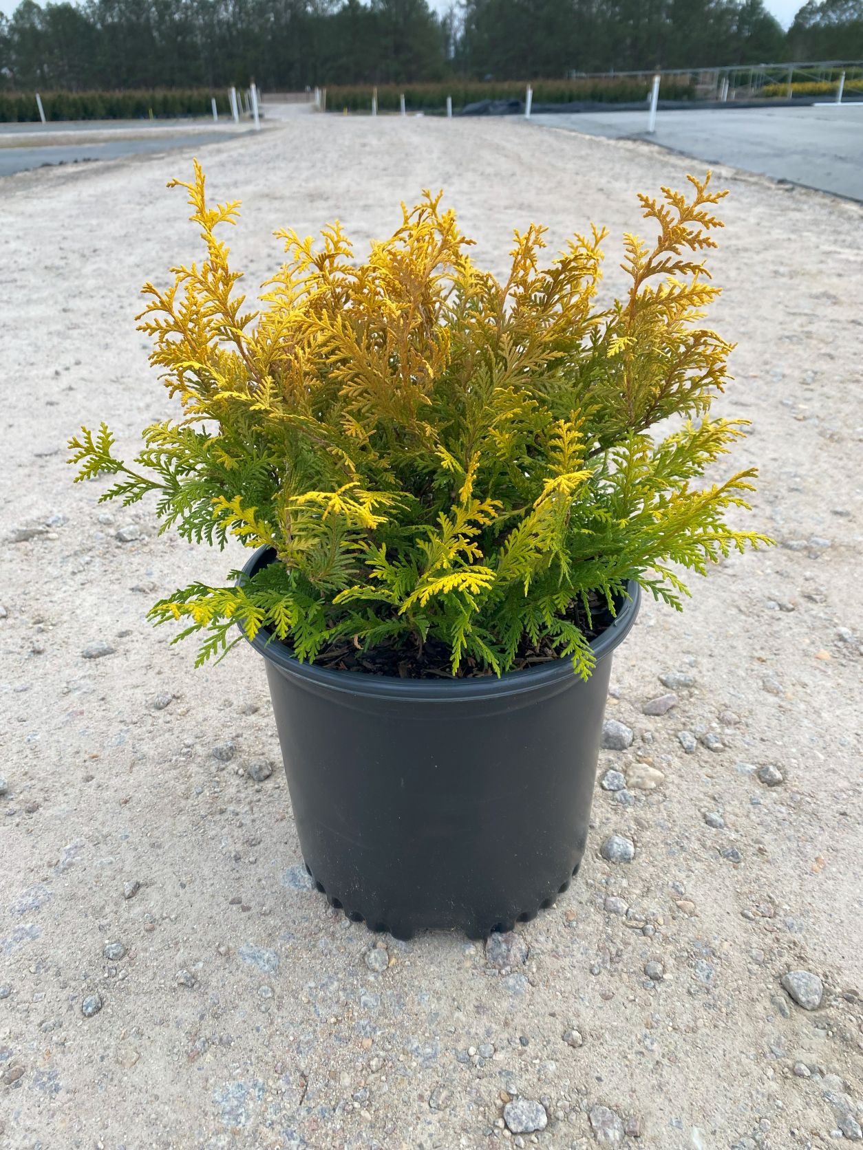 Ornamental, Shrub, False Cypress, Falsecypress