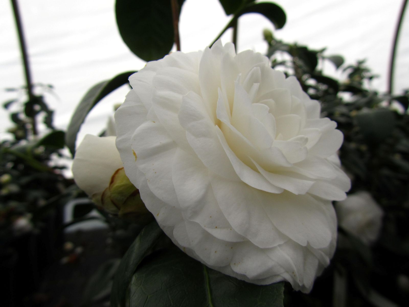 Shrub