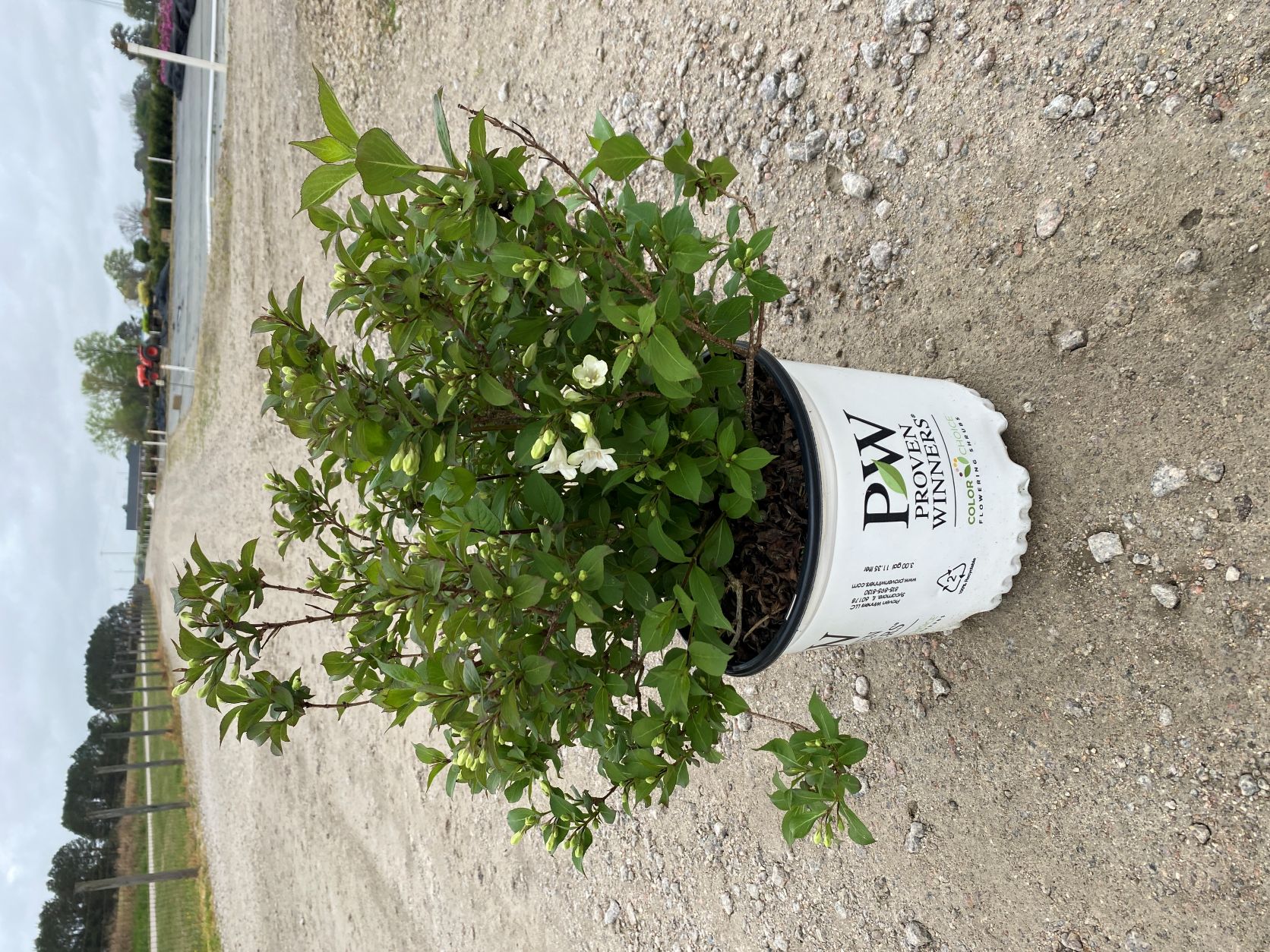 Ornamental, Shrub, Proven Winners, PW