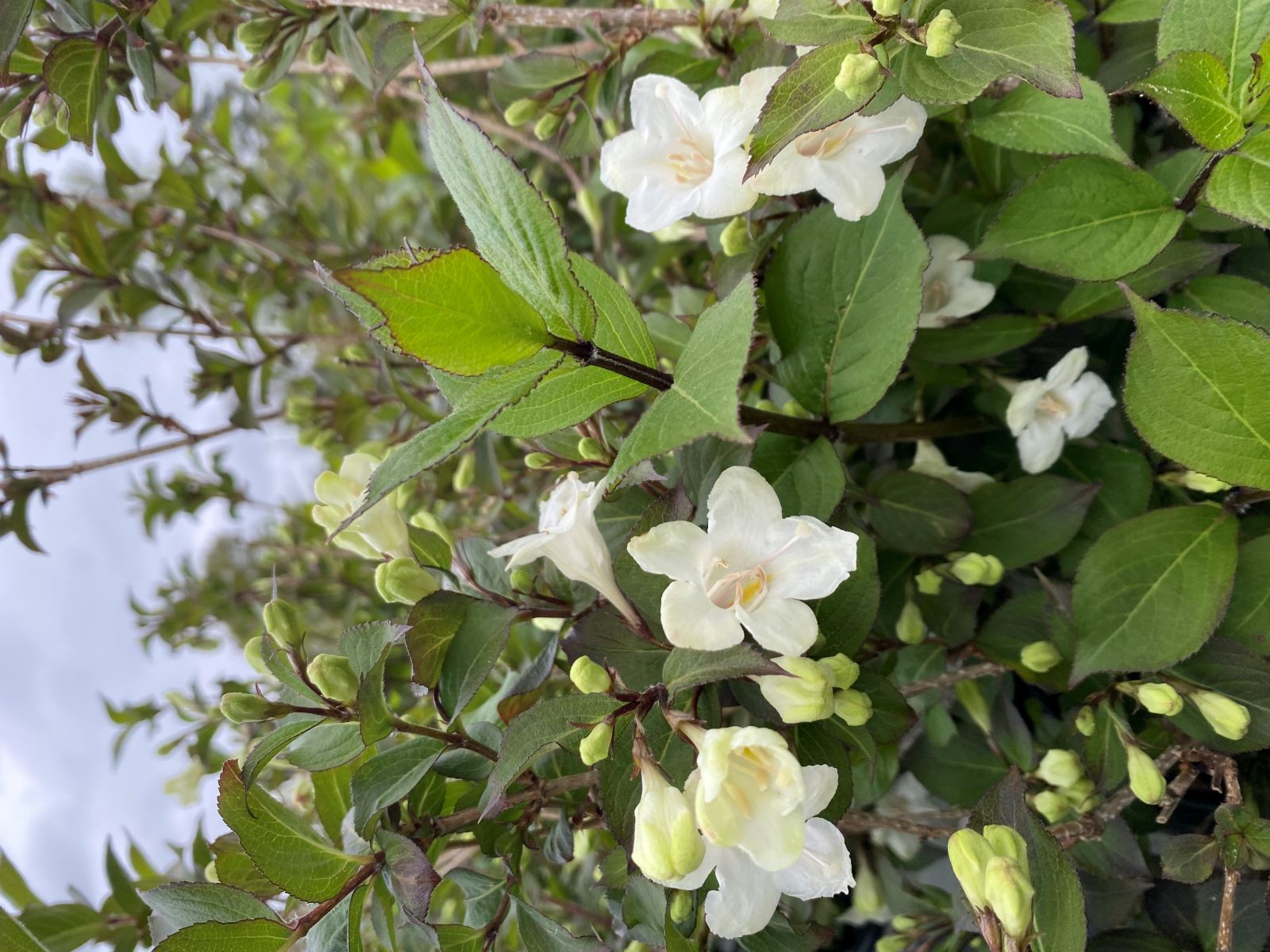 Ornamental, Shrub, Proven Winners, PW