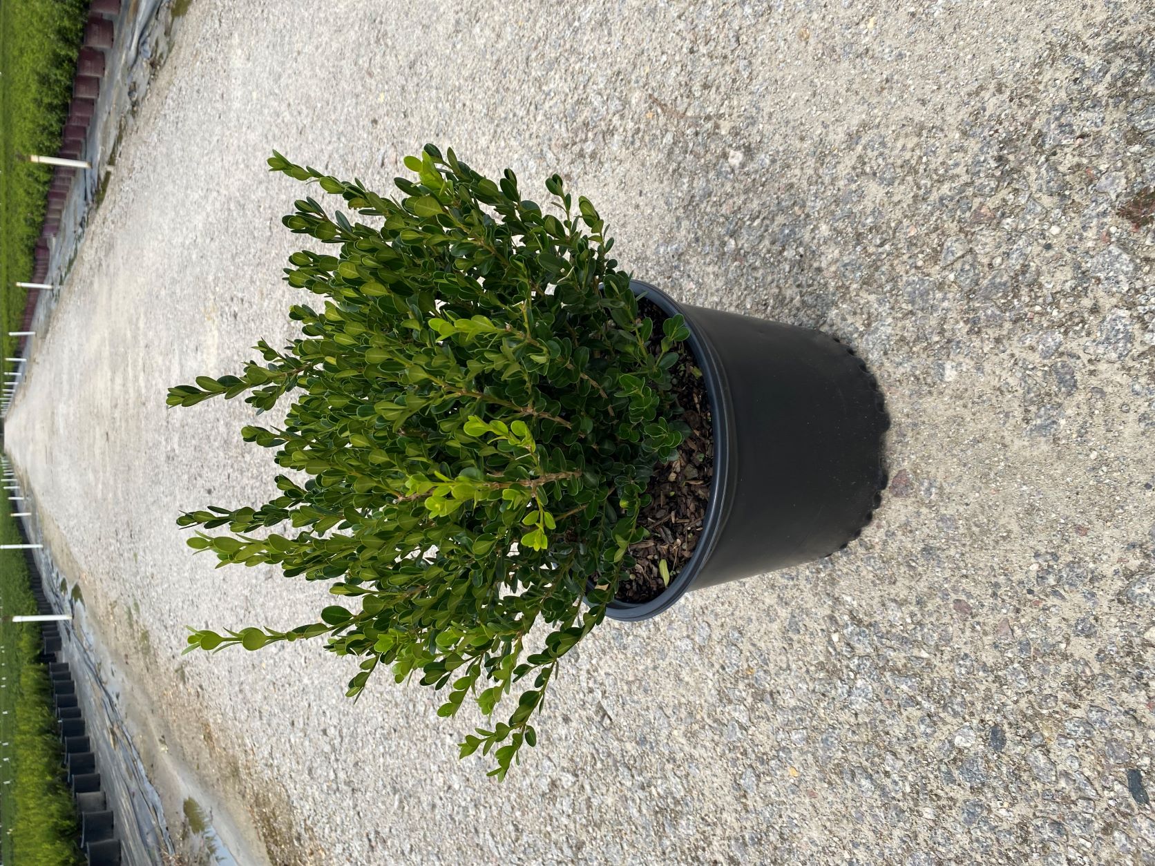 Ornamental, Shrub, Boxwood