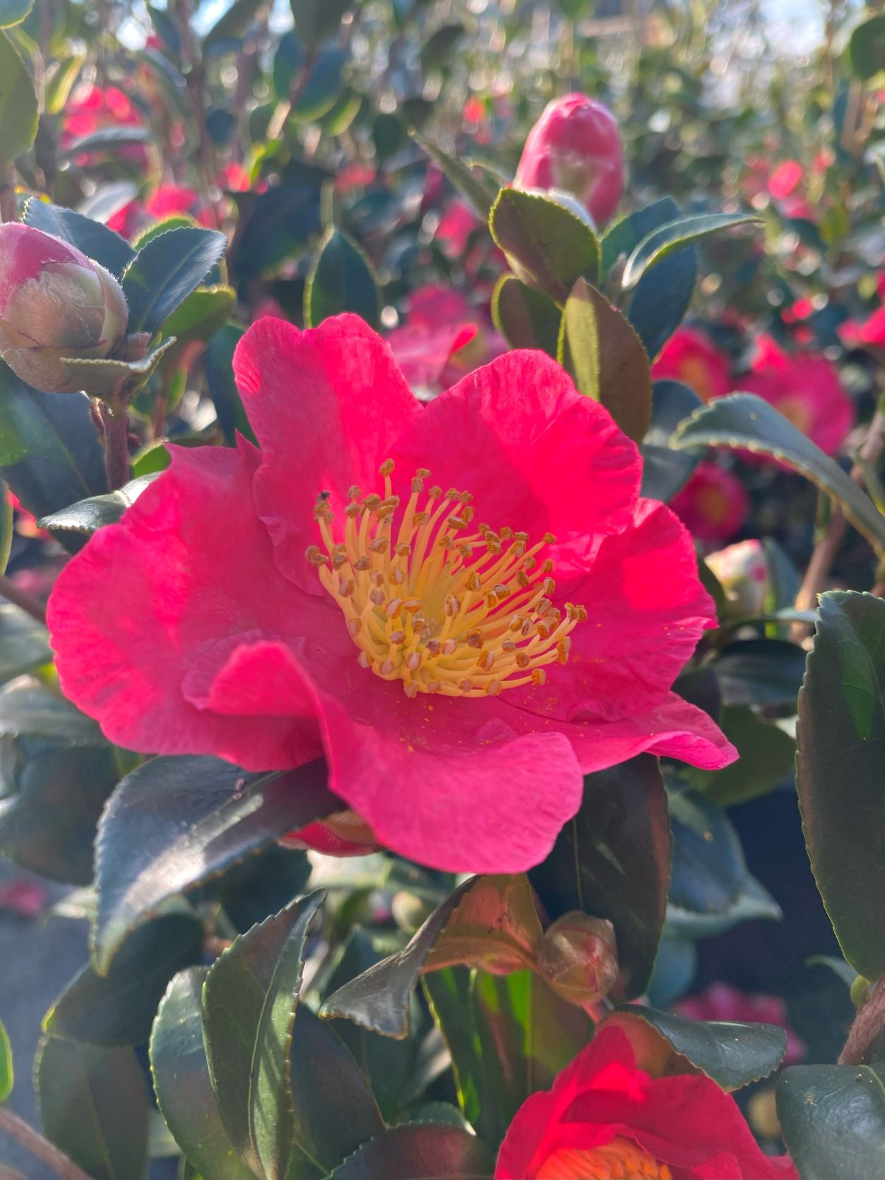 Shrub