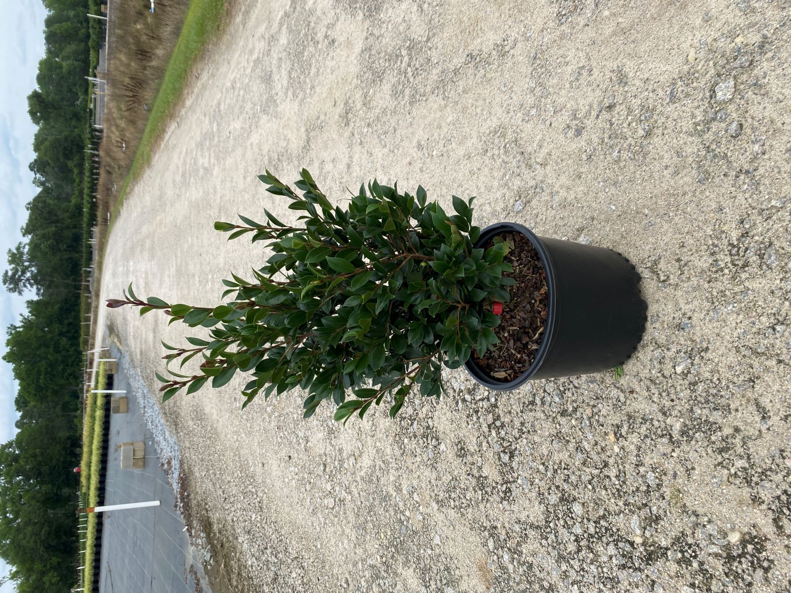 Shrub