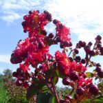 Dynamite Crapemyrtle