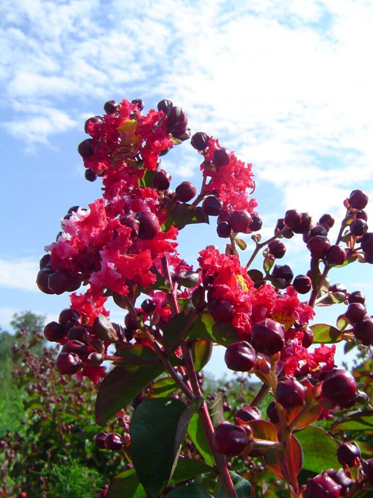 Dynamite Crapemyrtle
