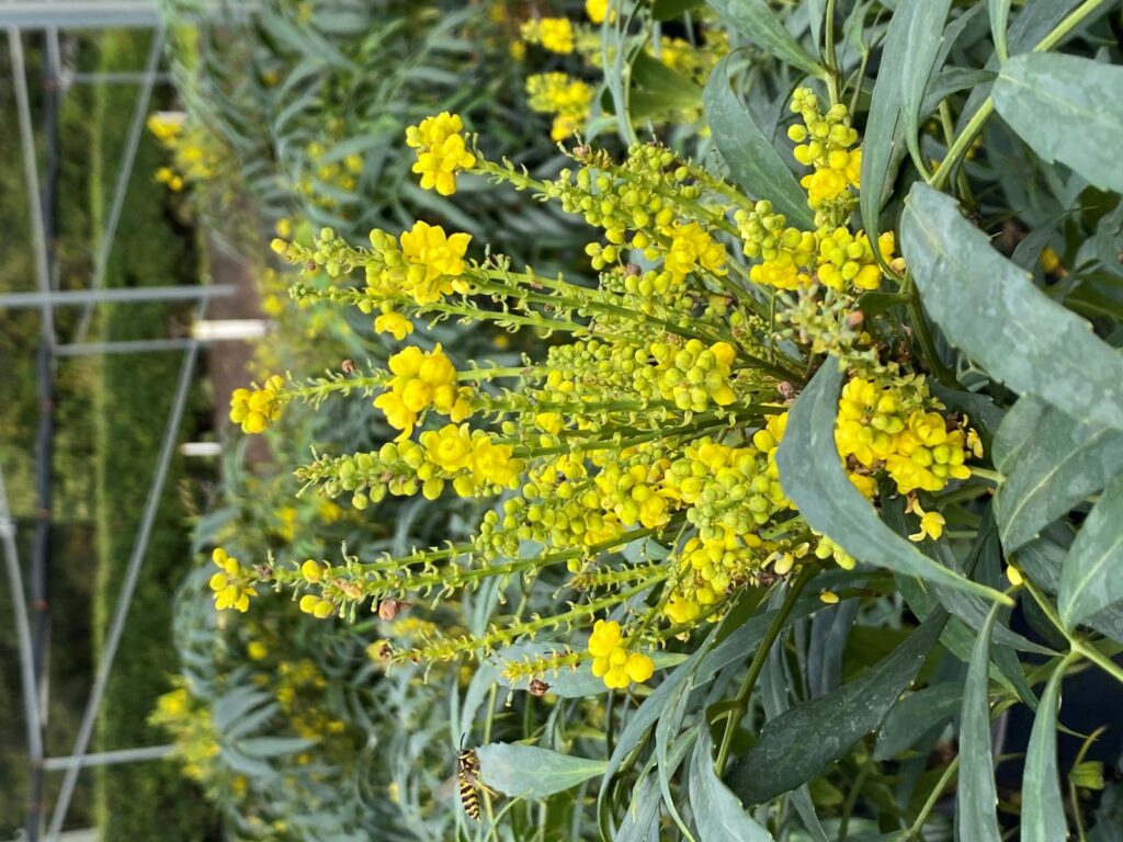 Narihira Mahonia