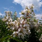 Natchez Crapemyrtle