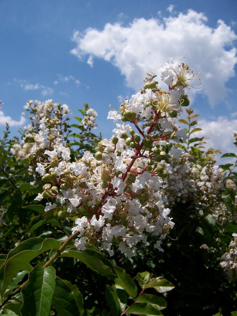 Natchez Crapemyrtle