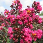 Pink Velour Crape Myrtle