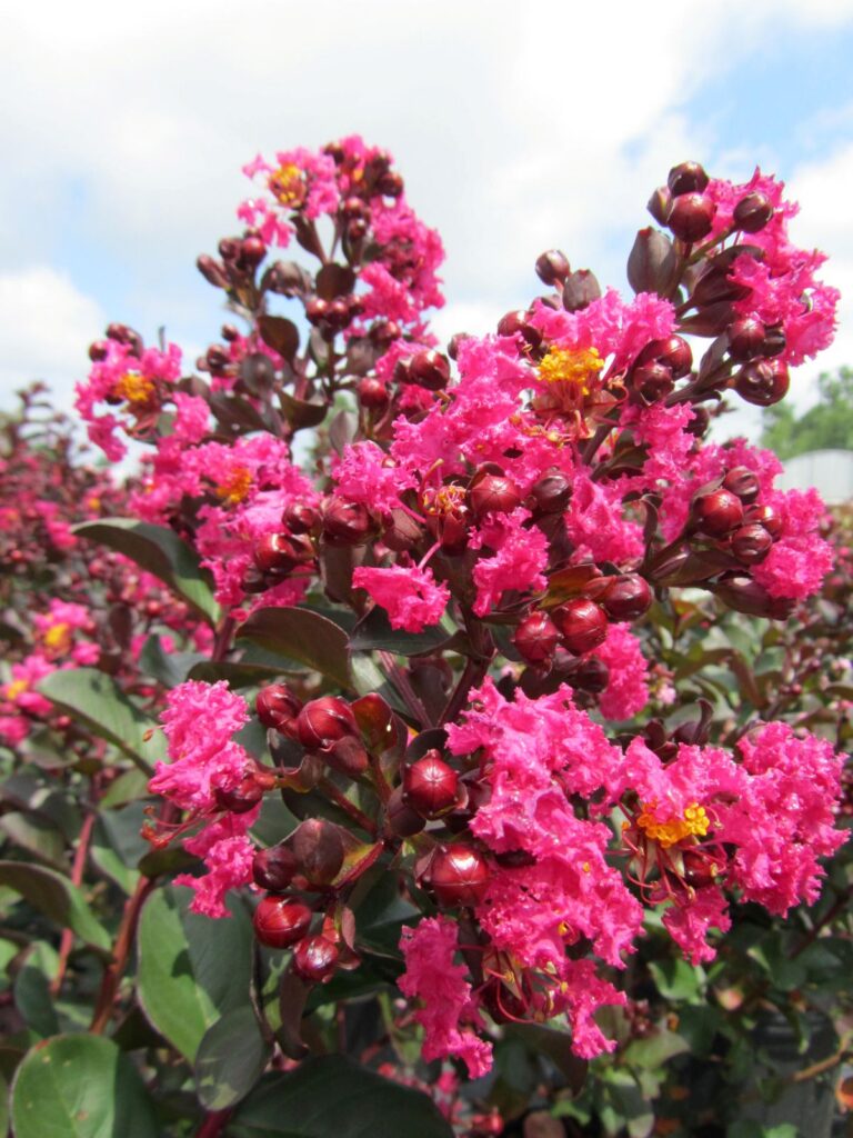 Pink Velour Crape Myrtle