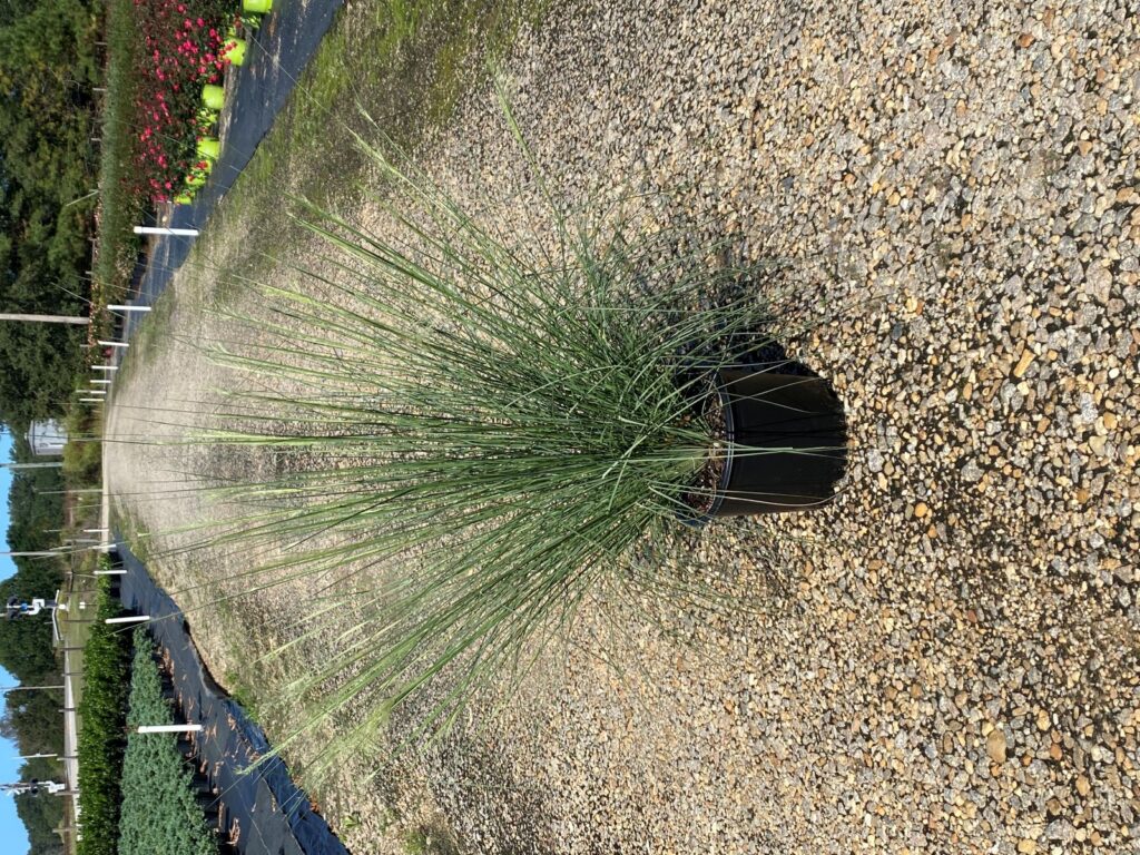 White Cloud Muhly Grass