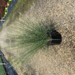 White Cloud Muhly Grass