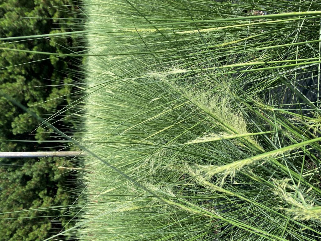 White Cloud Muhly Grass