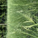 White Cloud Muhly Grass